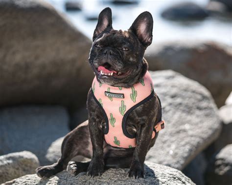  The Astronaut - Frenchie Harness These awesome reversible French Bulldog harnesses are the perfect way to show off your pup