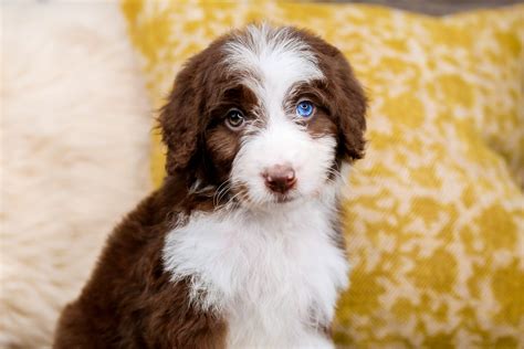  The Aussiedoodle has almost no end to coat colors and is a head-turner! Visit our Aussiedoodle Information page to learn more about these incredible puppies