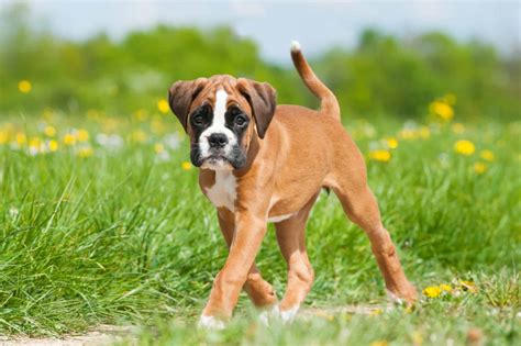  The Average Cost of a Boxer Puppy