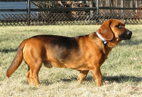  The Basset Hound and Bloodhound share a common ancestor