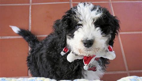  The Bernedoodle will need daily exercise to keep from turning his playful goofiness into a darker humor of chewing up your furniture or other bad habits