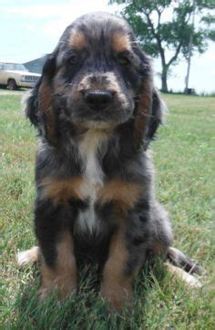  The Bernese Mountain Dog Cocker Spaniel Mix is a rare type of breed, so the Internet does not have a wealth of information on it but taking a closer look at both parents should help