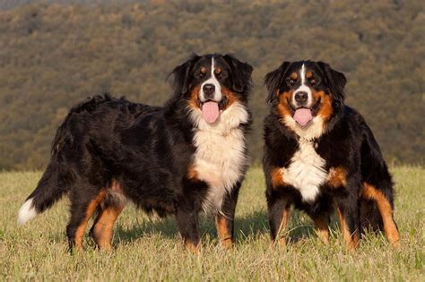  The Bernese Mountain Dog is a large dog reaching around inches tall and kg at maturity, however the Poodle comes in three sizes — Toy, Miniature and Standard, so this will have some bearing on the size the adult Bernedoodle will reach