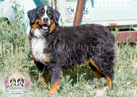  The Bernese side of their lineage has a life expectancy of only seven years and a high rate of cancer , hip and elbow dysplasia , heart disease , and epilepsy