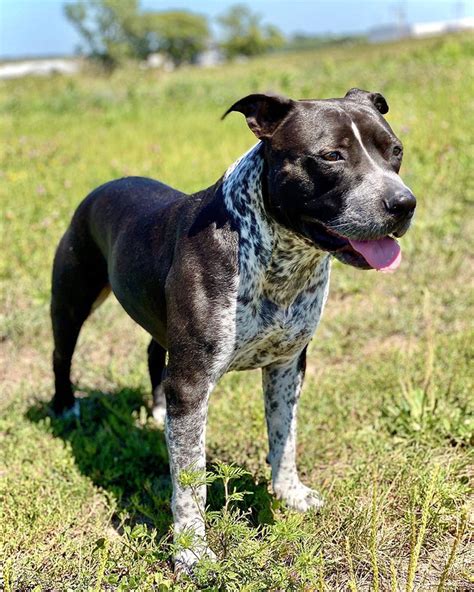  The Blue Heeler Bulldog mix is a vigilant and hardworking hybrid dog which require lots of exercises