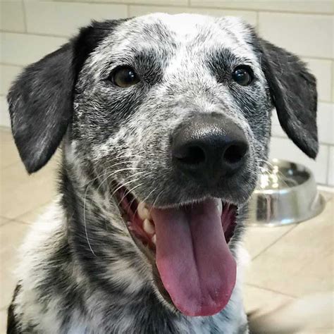 The Blue Heeler mixed with American Bulldog can live from eight to fifteen years