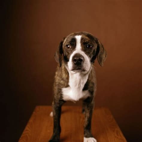  The Bogle is an active, friendly, and playful dog that loves spending time with their family
