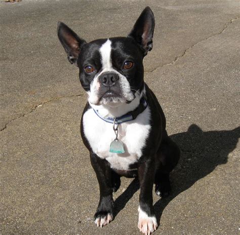  The Boston Terrier is a small-breed dog that weighs between 10 and 25 pounds and stands 14 to 16 inches tall at the shoulders