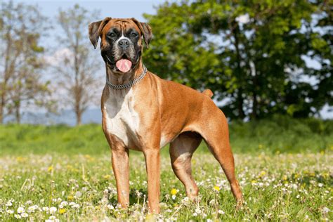  The Boxer dog breed is of German descent and its origins date back to the late 19th century