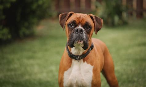  The Boxer is a popular family companion and a versatile working dog