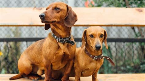  The Boxer stands around 21 to 25 inches while the Dachshund has a size of at least 6 inches at the shoulder