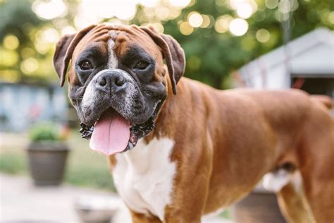  The Boxer was one of the first breeds selected in Germany for police training