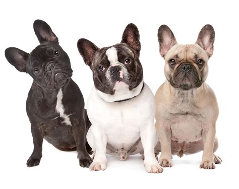  The British Veterinary Association has urged people not to buy flat-faced breeds, such as Frenchies