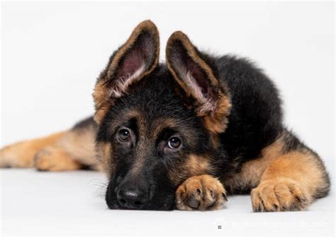  The Broader Perspective: Beyond Aesthetics While the focus on when German Shepherd ears stand up can seem heavily rooted in aesthetics, there