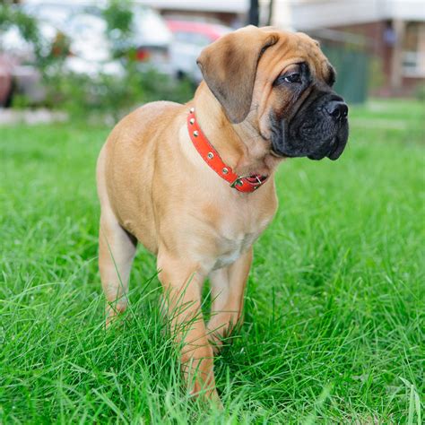  The Bull Mastiff is known for its strong physical characteristics, while the French Bulldog is exceptionally playful