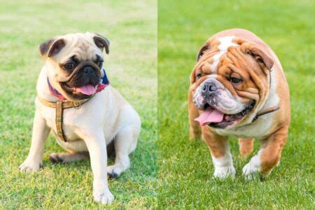  The Bull-Pug will make a great family pet as they are wonderful with children and do well in apartments since they only have a moderate need for exercise