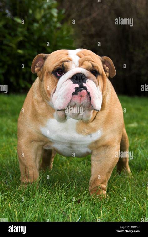  The Bulldog, otherwise called English Bulldog, is a medium-sized canine breed