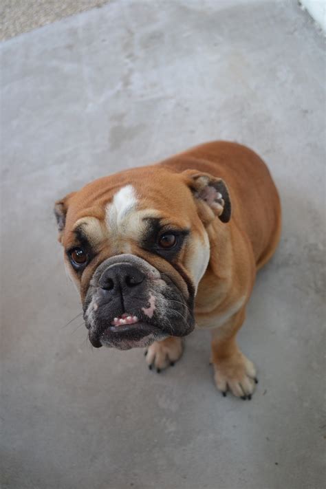  The Bulldog also suffers from an issue known as Screw Tail , which is a health complication resulting in dogs with very curly tails, like the Bulldog