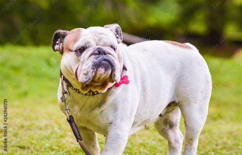  The Bulldog is a muscular, heavy dog with a wrinkled face and a distinctive pushed-in nose