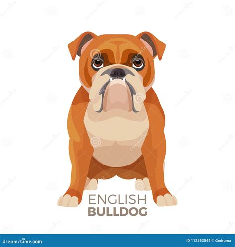  The Bulldog is a muscular, hefty dog with a …