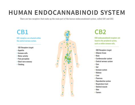  The CBD element in the oil binds the cb1 and cb2 receptors which changes the way pain works in your body