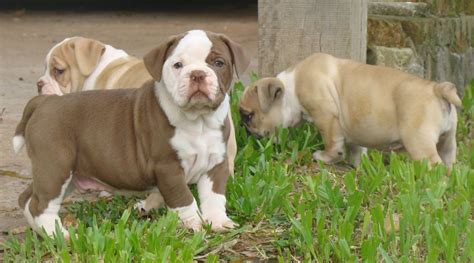  The Campeiro Bulldogs are medium in size and are moderately active