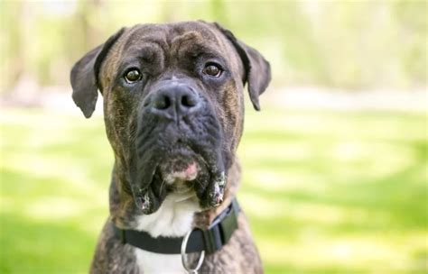  The Cane Corso American Bulldog mix is a high-energy dog that needs plenty of exercise