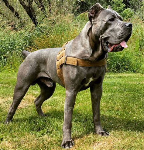  The Cane Corso is an ancient Italian breed, developed to guard property and hunt big game