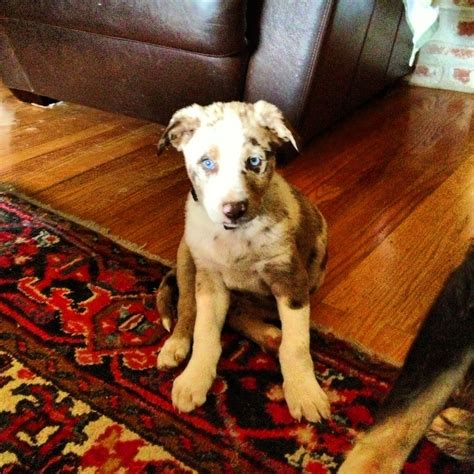  The Catahoula mixed with Border Collie puppies have high energy and above-average intelligence