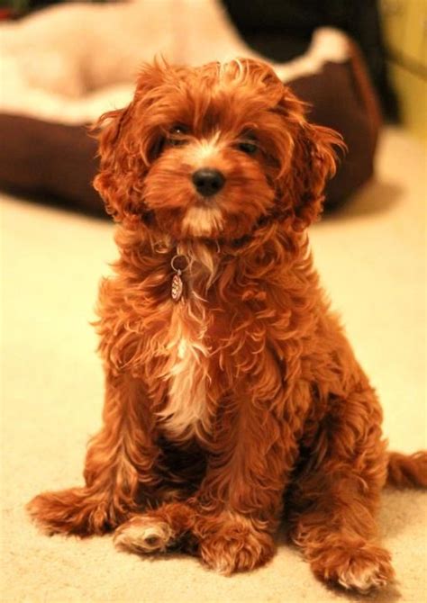  The Cavapoo Also referred to as the 