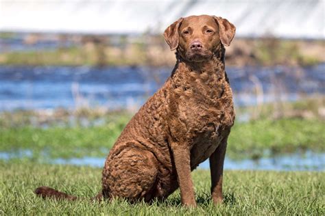  The Chesapeake Bay Retriever is a great dog for experienced owners