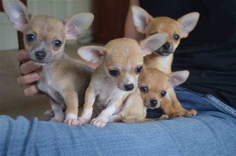  The Chihuahua is a popular dog and the number of Chihuahua breeders in Atlanta is growing