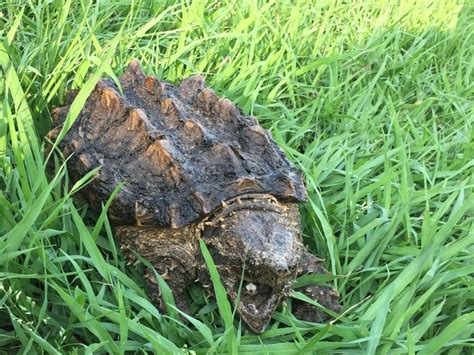  The Common Snapping Turtle tends to live at higher latitudes than the Alligator snapper