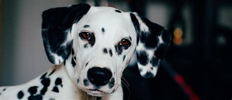  The Dalmatian mixed with the Poodle might be prone to Eye problems, hip dysplasia, skin problems, tail problems