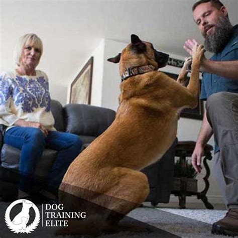  The Dog Training Elite Palm Beach County training theory is mostly based around classical conditioning, also known as the Pavlovian method or respondent conditioning
