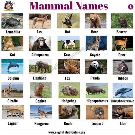 The ECS is found in almost all mammals, including humans
