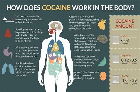  The Effects of Cocaine on the Body Cocaine has both short-term and long-term effects on the body