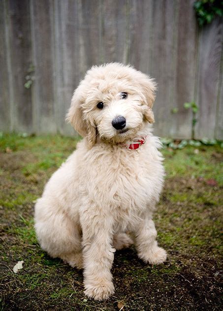  The Encyclopedia Britannica traces the term "designer dog" to the late 20th century, when breeders began to cross purebred poodles with other purebred breeds in order to obtain a dog with the poodle