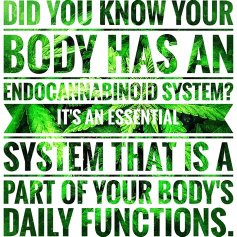  The Endocannabinoid System: Essential and Mysterious