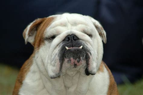  The English Bulldog, having a life span of years, has many health concerns than most purebreds