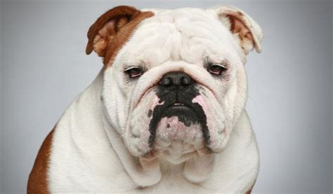  The English Bulldog is a generally low energy breed
