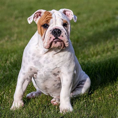  The English Bulldog is a short, stocky breed that should weigh between pounds