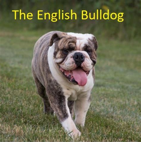  The English Bulldog is the fifth most popular breed in the United States