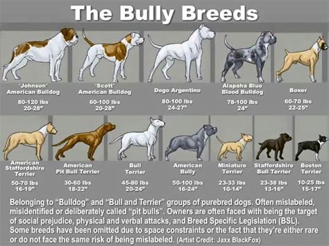  The English Pitbull Terrier is the healthier dog parent in comparison