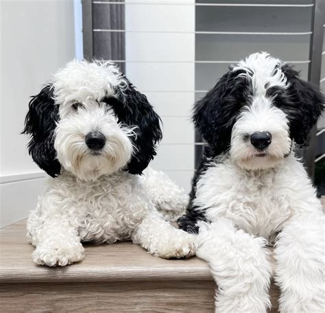  The F1B Bernedoodle is typically minimal to non-shedding