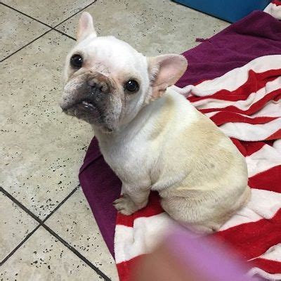  The French Bulldog Village Rescue is a group comprised of people from all over the United States whose mission is to rescue, rehabilitate and re-home French Bulldogs and French Bulldog mixes