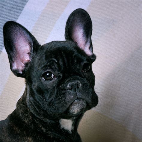  The French Bulldog breed, when bred irresponsibly, can be tied to many health problems