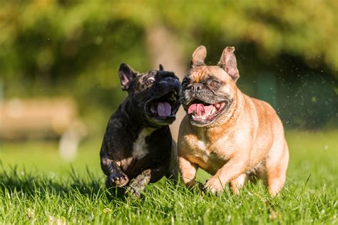  The French Bulldog is a cross between the bulldog ancestors from England and the local ratters in France