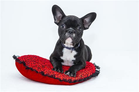  The French Bulldog is a loyal and loving companion with the ability to make all sorts of funny noises