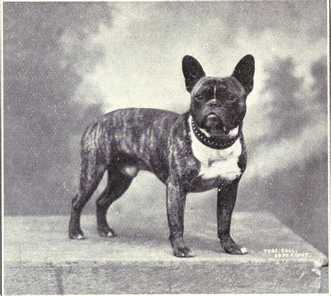  The French Bulldog is a small breed originally developed in France in the 19th century as a companion breed
